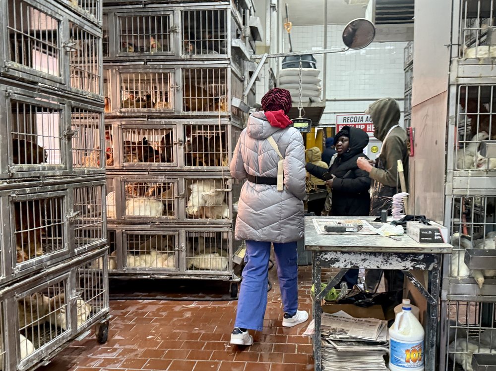 A customer examines the chickens at a wet market.