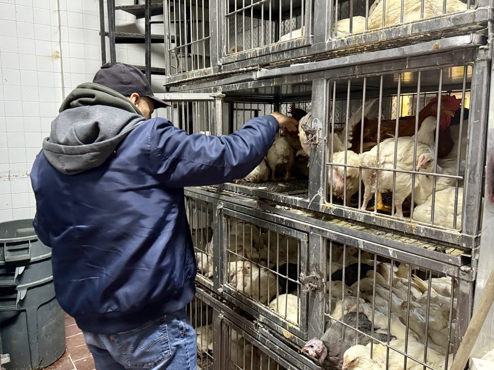 A man examines the chickens at a market.