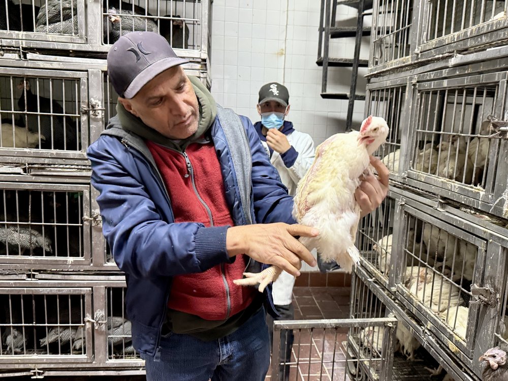 A man wearing a red shirt and a basketball cap holds a live chicken inside a market.