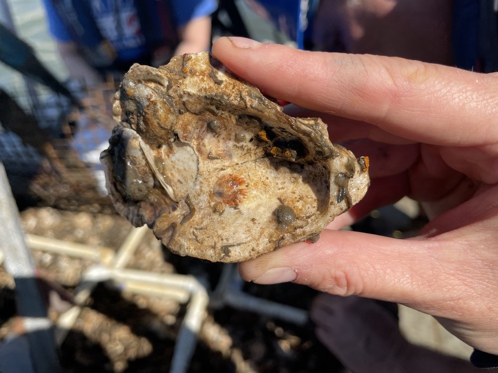 A hand holding an oyster.