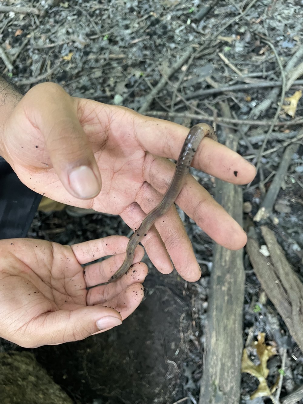 Two hands hold a worm.