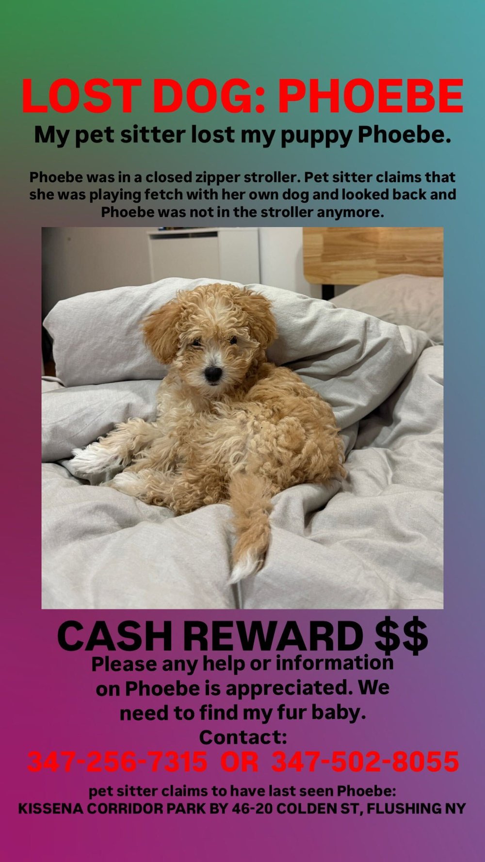 A photo of the missing poster for Phoebe Gallegos, a puppy who's gone missing.