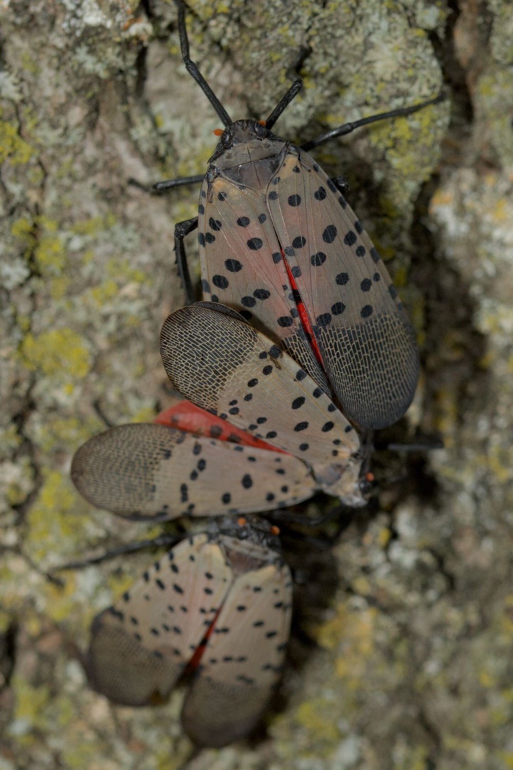 Lanternflies.