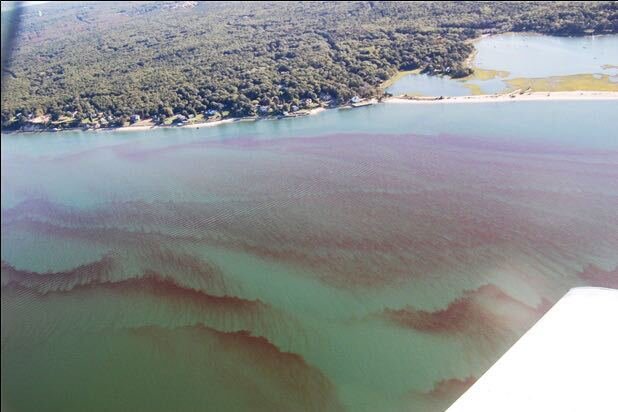 A red tide.