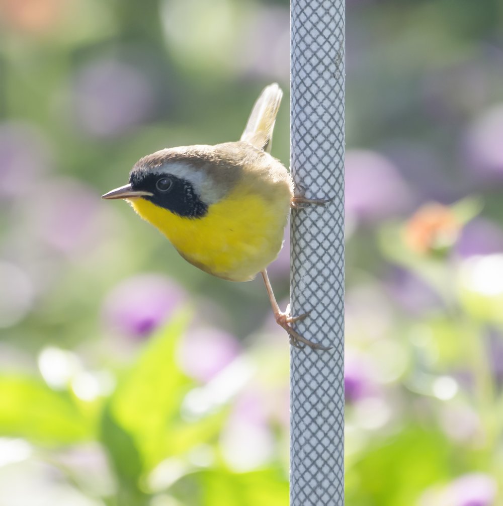 Common yellowthroat birds are among more than 60 species of birds that stop on the Javits roof to rest and hunt for food during migration season.