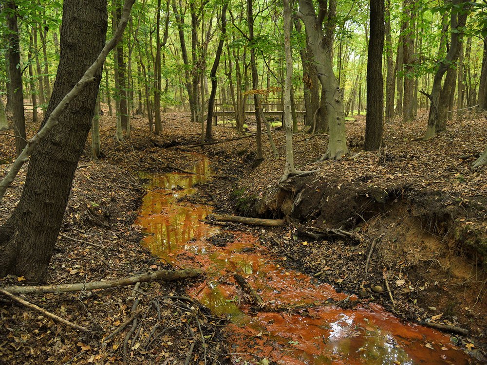 A photograph of a wooded area