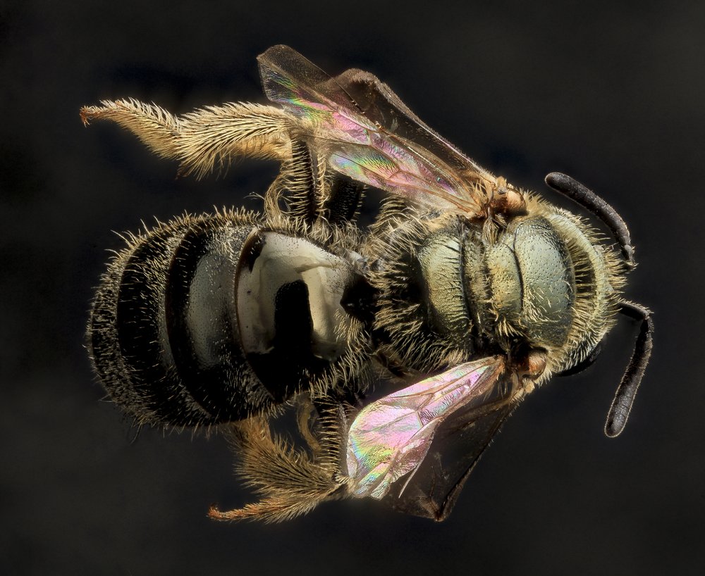 The gotham sweat bee (Lasioglossum gotham) is one of 19 bee species that relies on the Javits green roof.