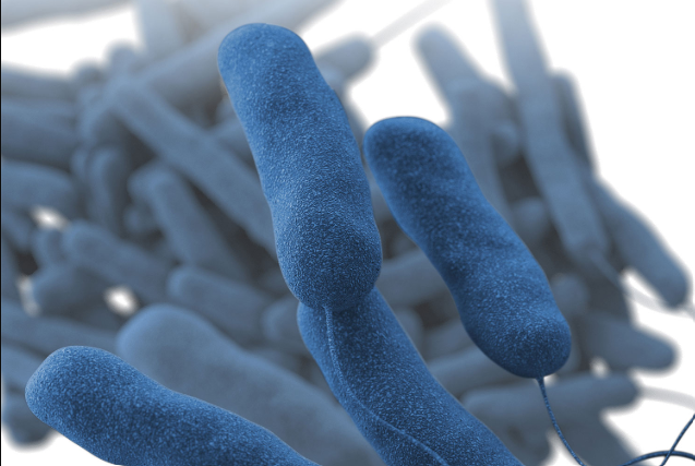 Legionella bacteria.