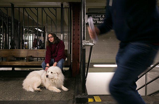 Liam Klein and his service dog Einstein.