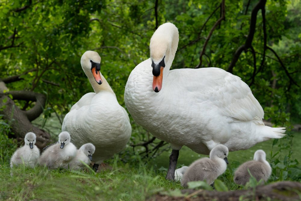 Two bonded swans, Biggie and FM, and their cygnets.