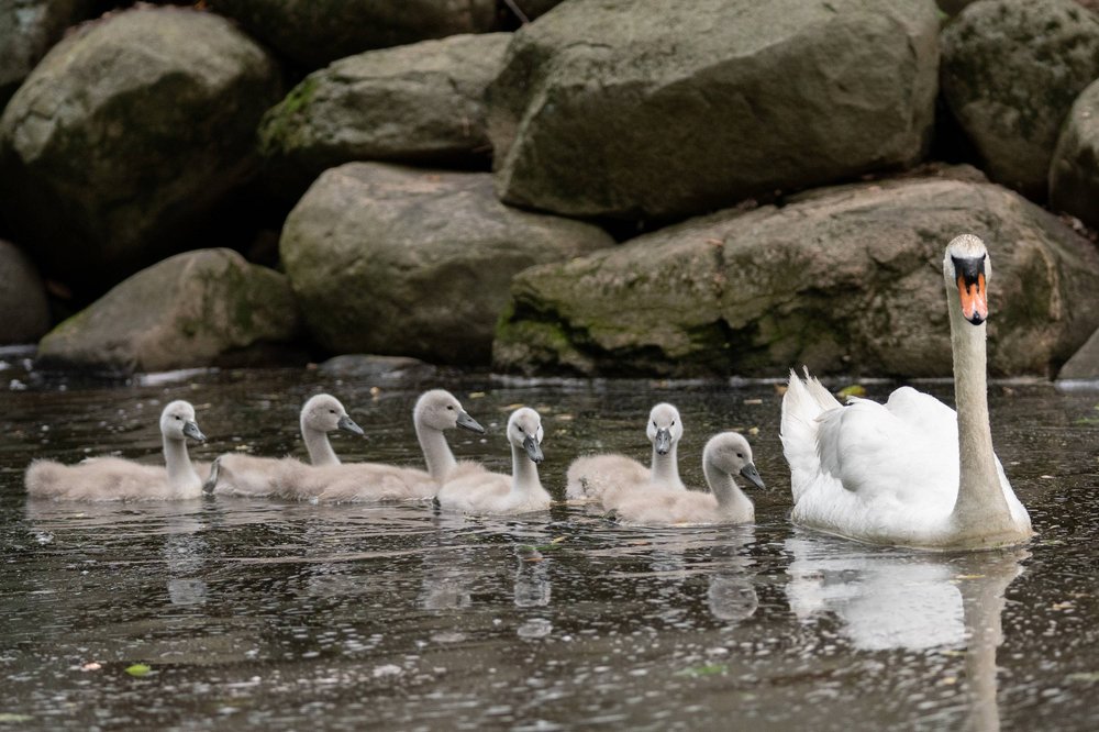 A swan and cygnets.