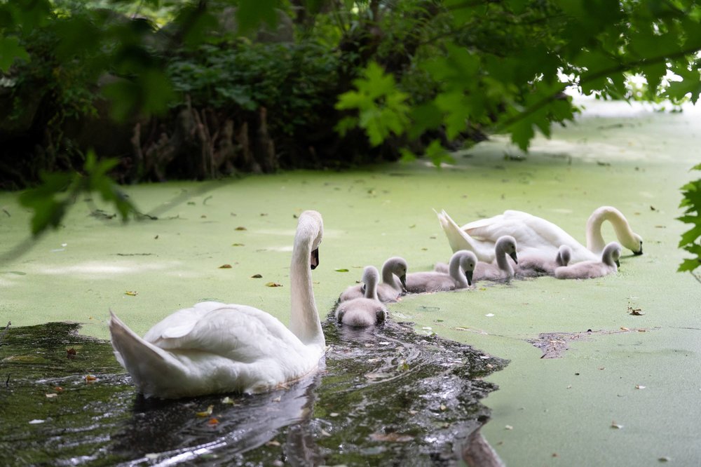 A family of swans in the water in Prospect Park.