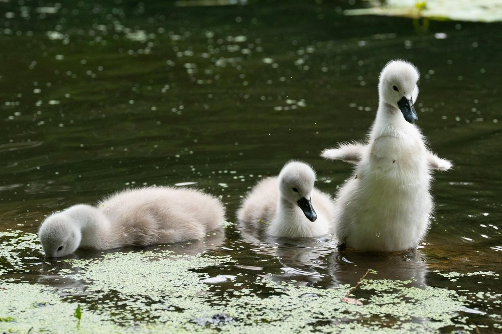 A swan and some cygnets in the water in Prospect Park.