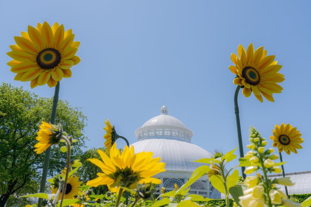 Sunflowers against a pale blue sky.