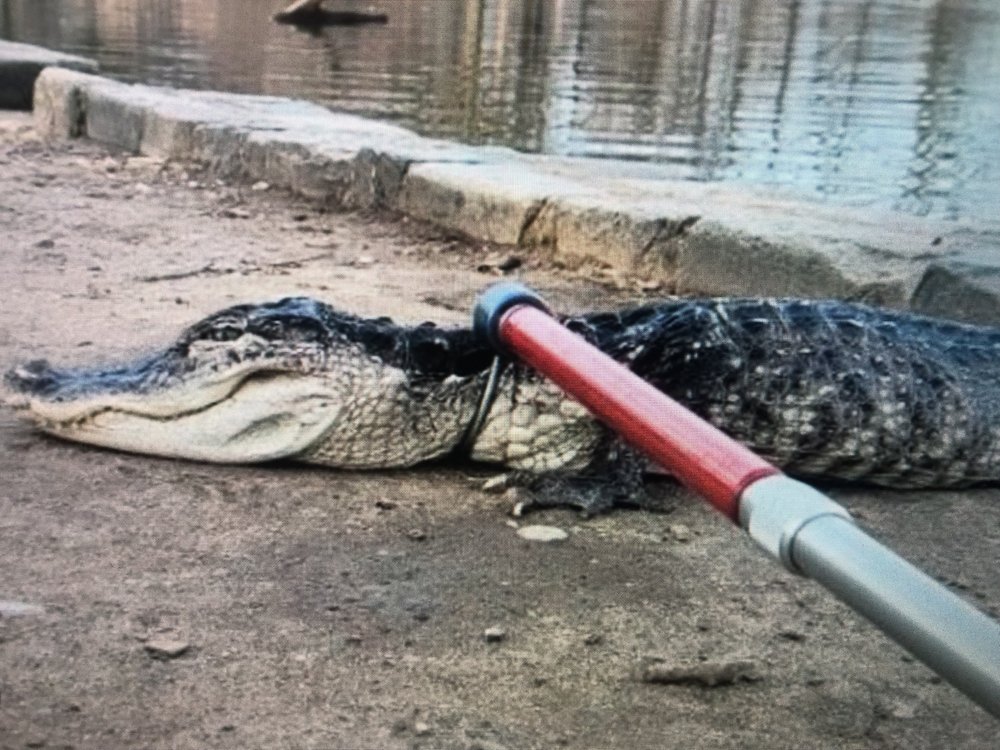 Alligator