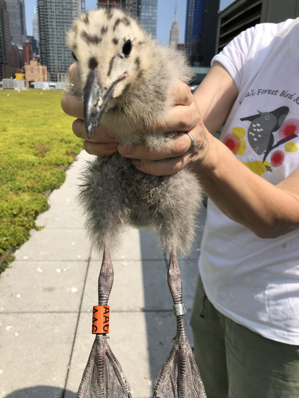 Herring gull chicks are banded to track how far they migrate. Some have returned to the Javits green roof to make their own nests.