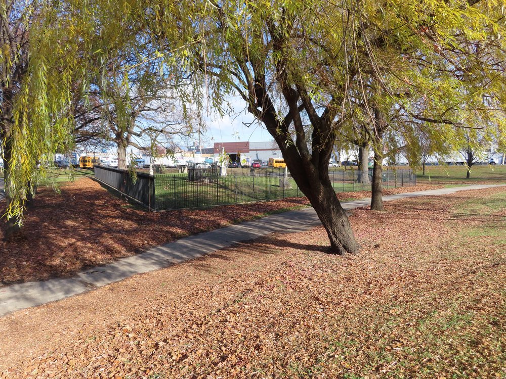 a lawn with a big tree in the background