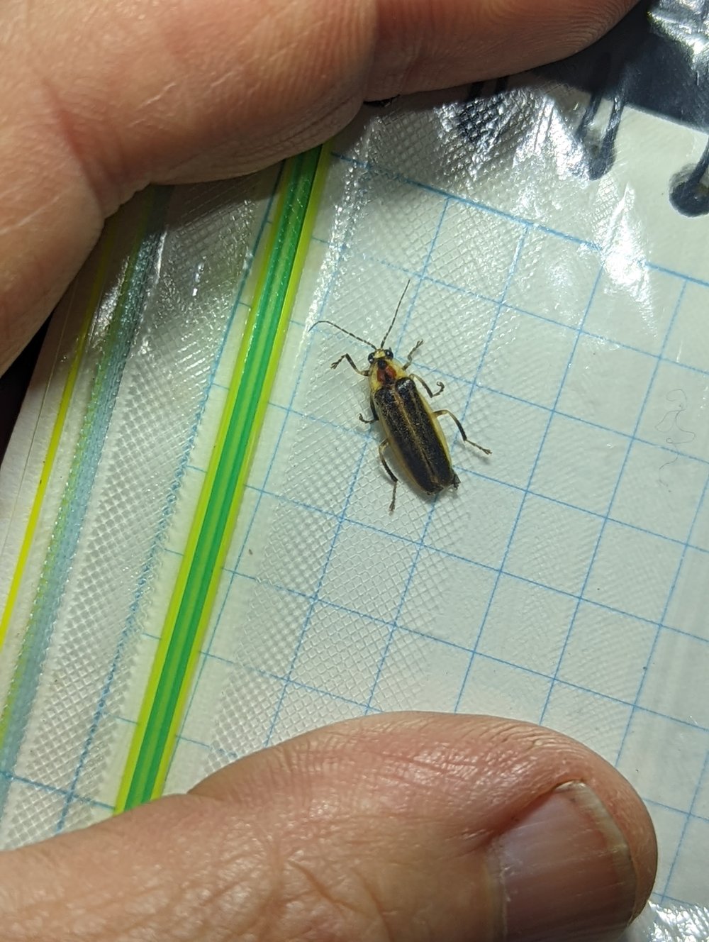 This is a male member of the firefly genus Photuris. Fireflies in this group are increasingly rare: The dot-dash firefly (Photuris pensylvanica) and Photuris pyralomima (no common name) are identified as at risk of being or becoming extinct.
