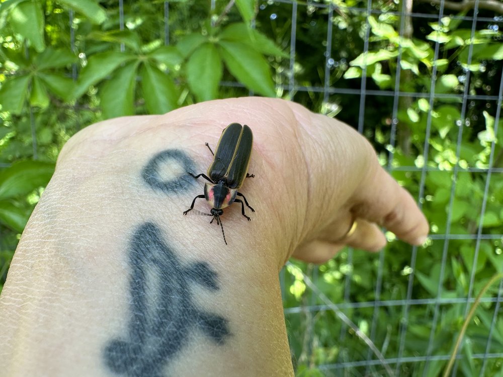This is a female member of the firefly genus Pyractomena. Female fireflies stay closer to the ground and flash in response to males looking for a mate.
