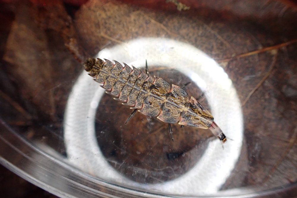 Fireflies spend the majority of their lives as larvae. They can remain in this state for up to two years or more. Meanwhile, adult fireflies—the type you’ll see glowing around the neighborhood—just live a few weeks.