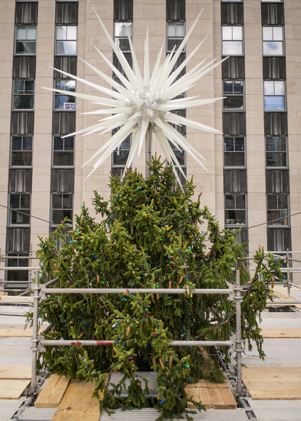 The crown of the Rockefeller Center Christmas tree peeks out from above its pre-lighting scaffolding.