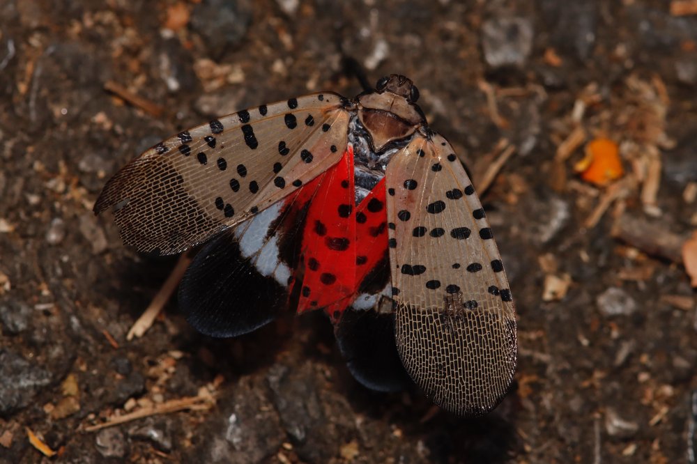 A lanternfly.