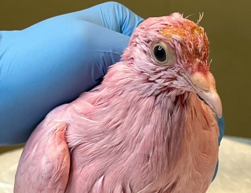 A picture of a pink pigeon.
