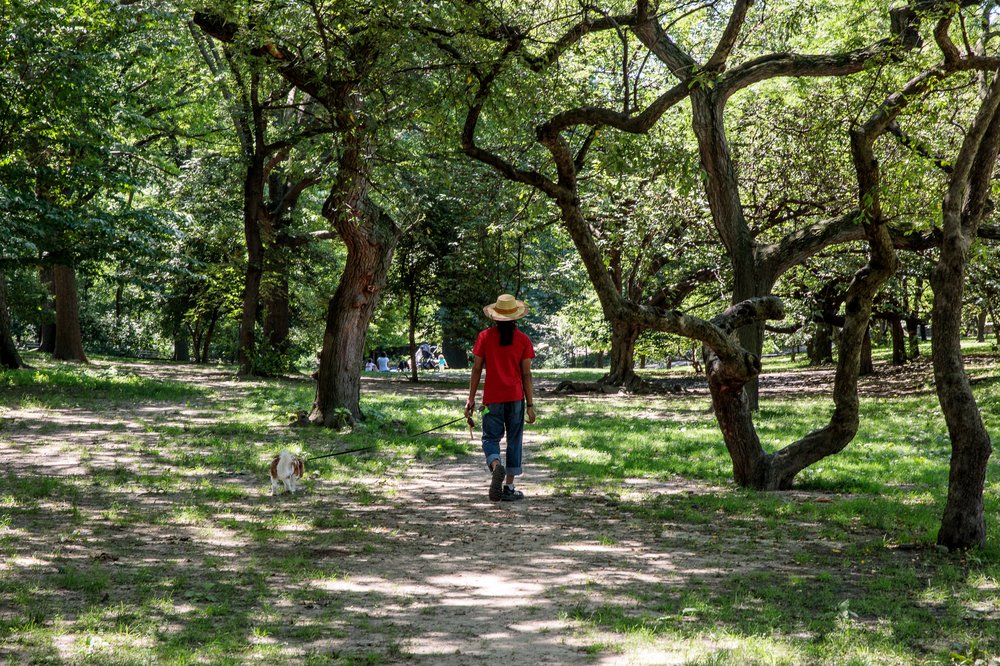 A photo of someone walking a dog on one of the paths inside Riverside park