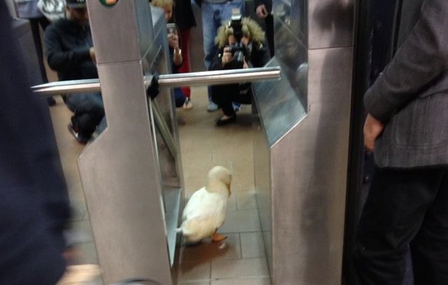 SUBWAYDUCK0913.jpg