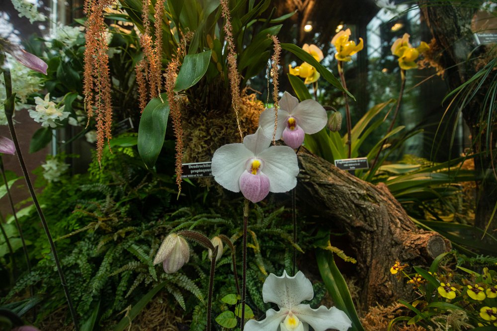 A photograph of flowers