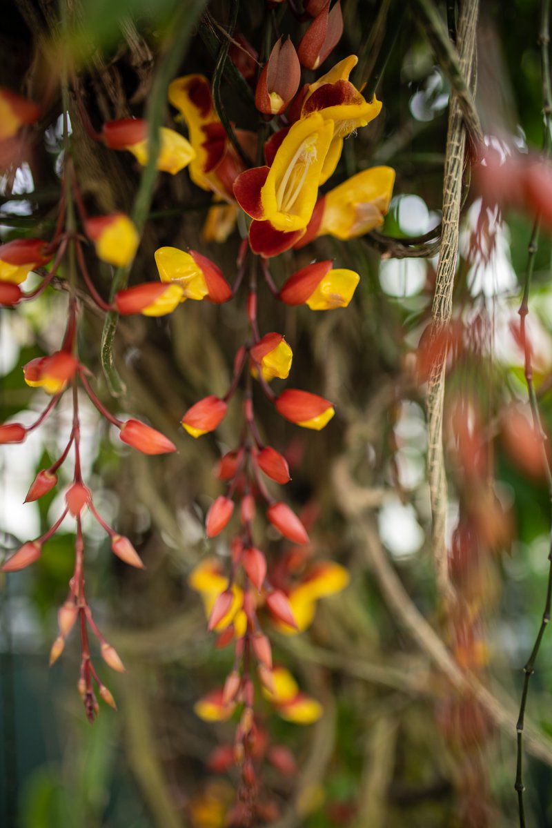 A photograph of a flower