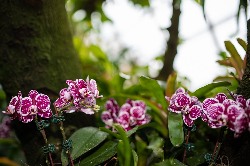 A photograph of flowers