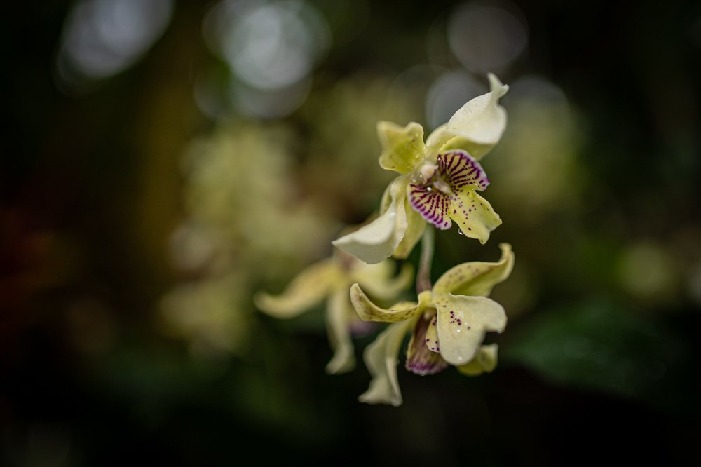 A photograph of a flower