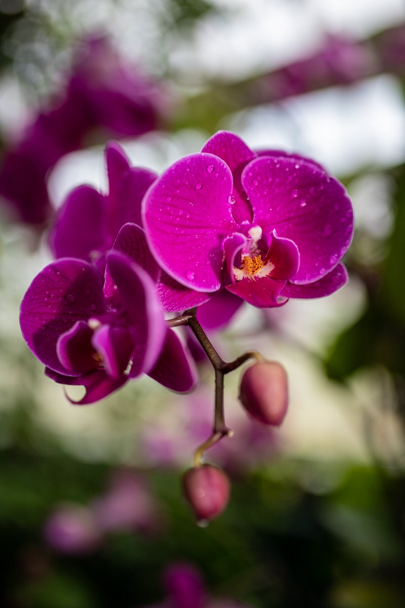 A photograph of flowers