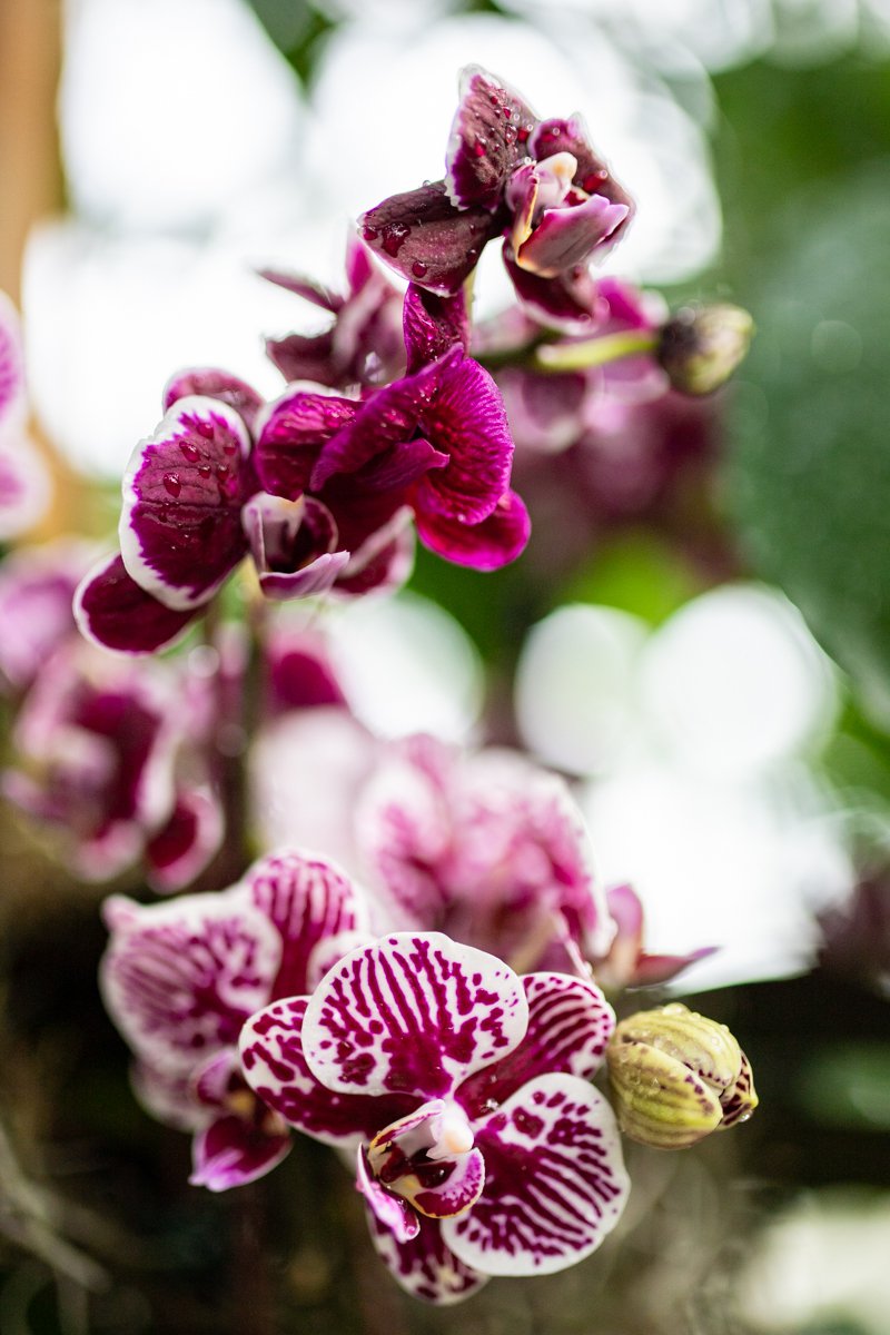 A photograph of flowers