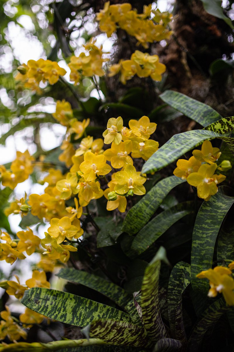 A photograph of a flower