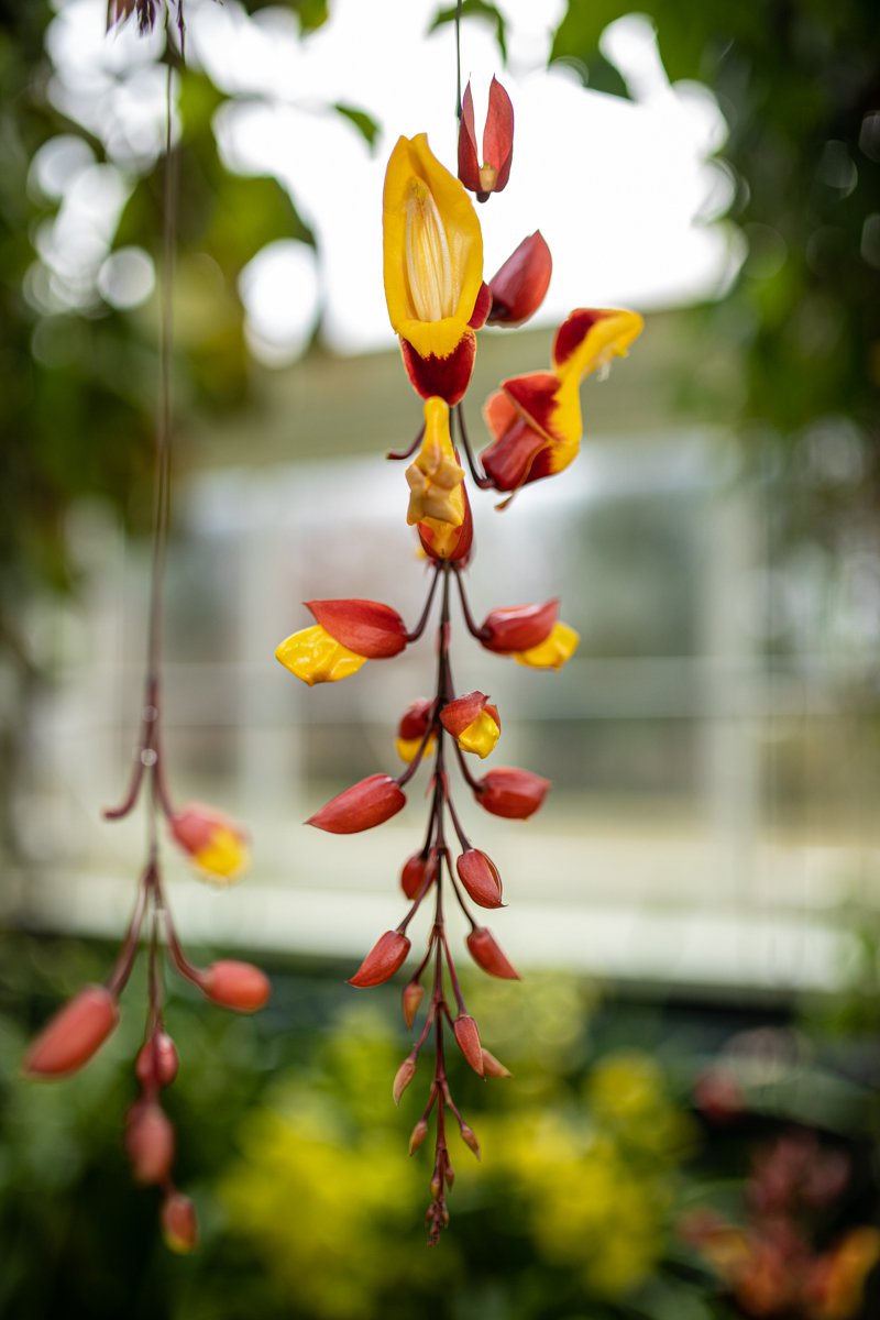 A photograph of a flower