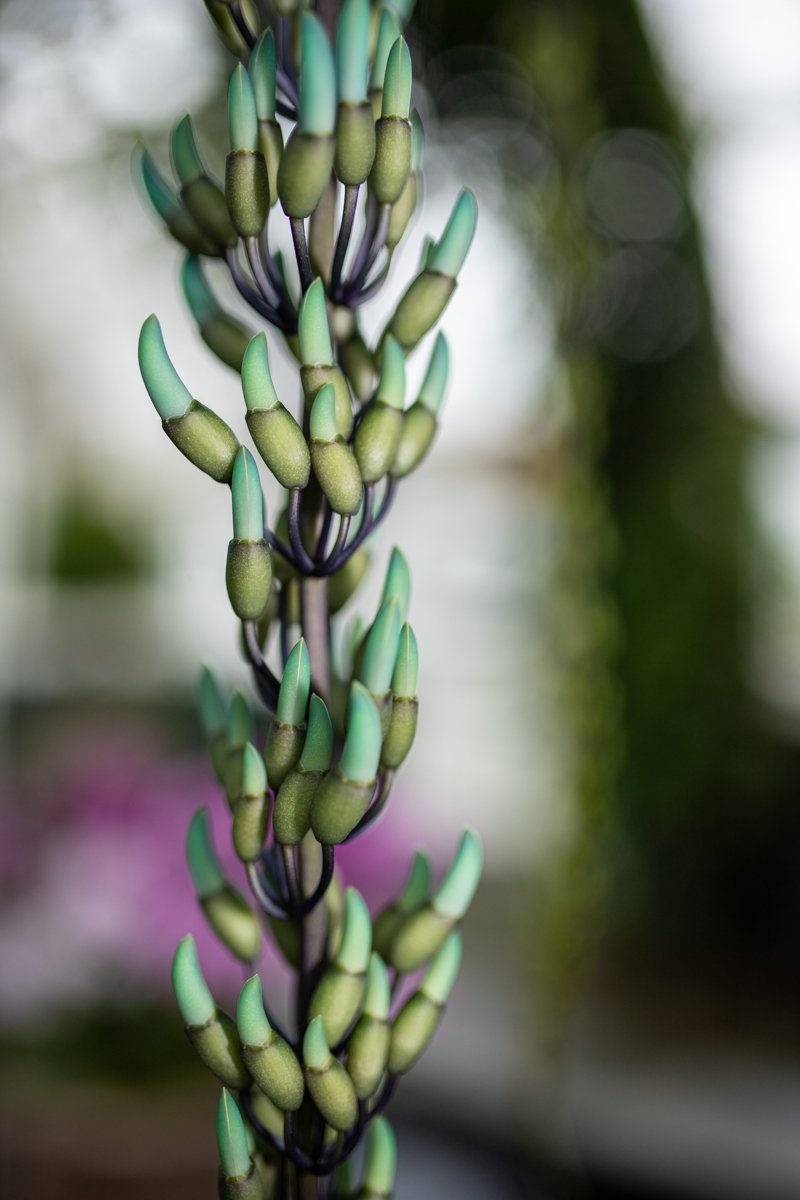 A photograph of a flower