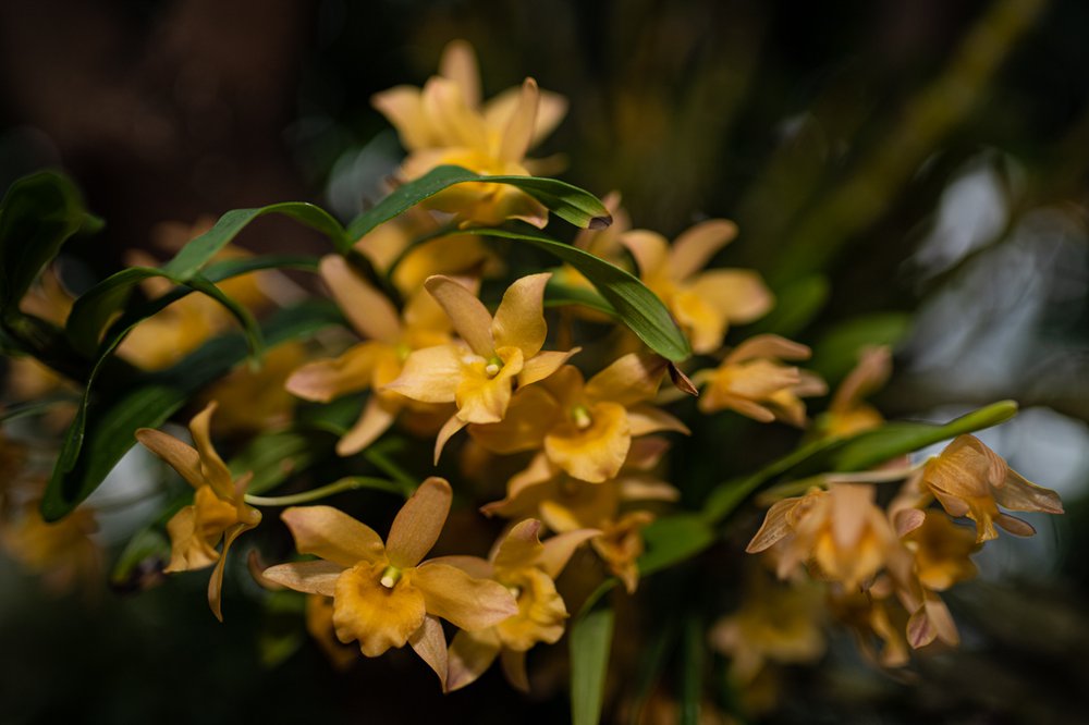 A photograph of flowers