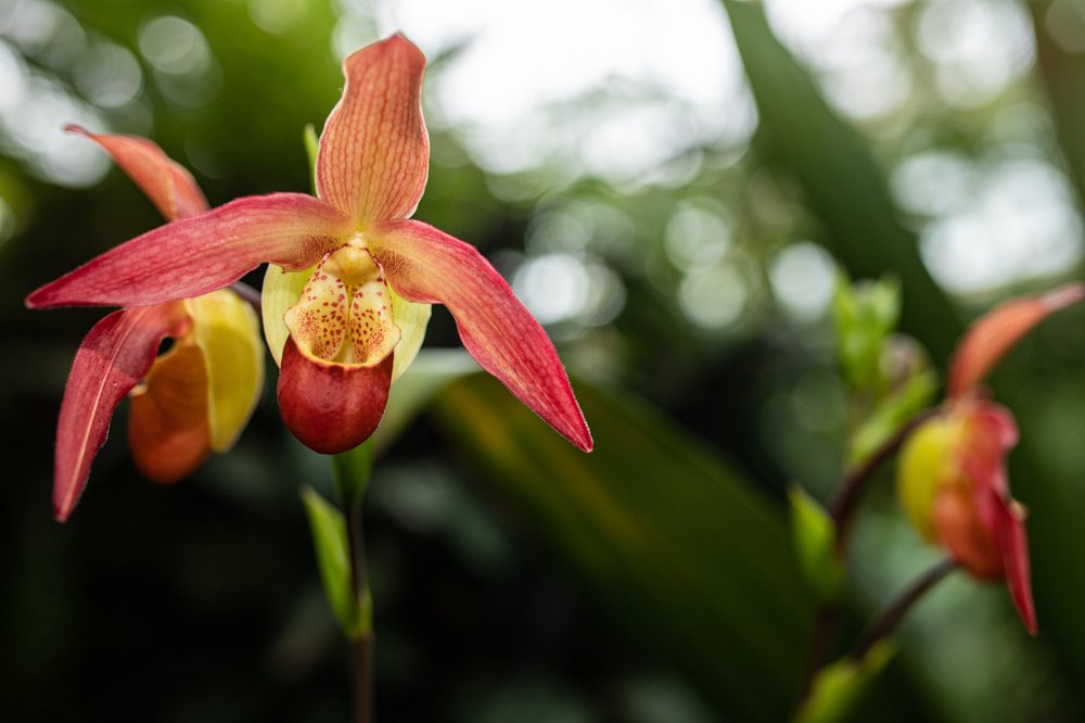 A photograph of flowers