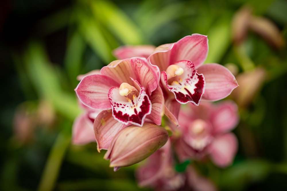 A photograph of flowers