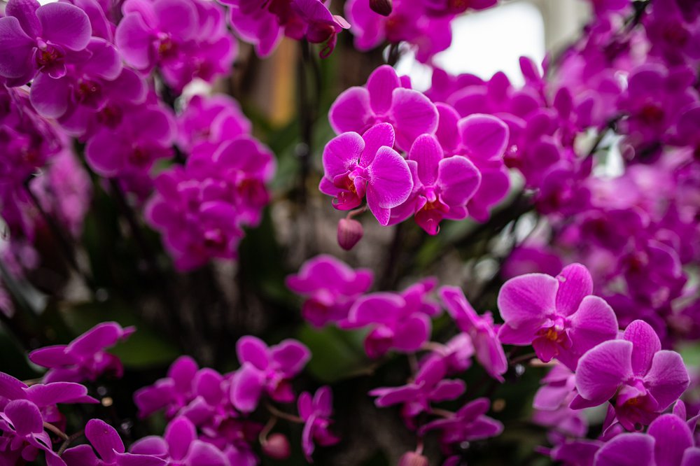 A photograph of flowers