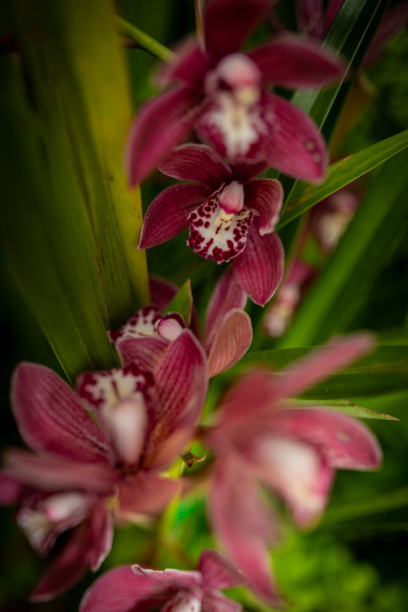 A photograph of flowers