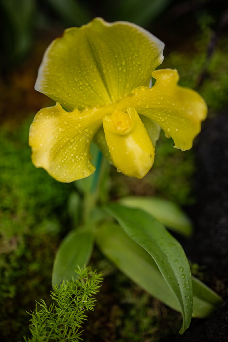 A photograph of a flower