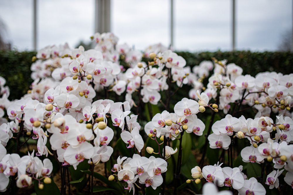 A photograph of flowers