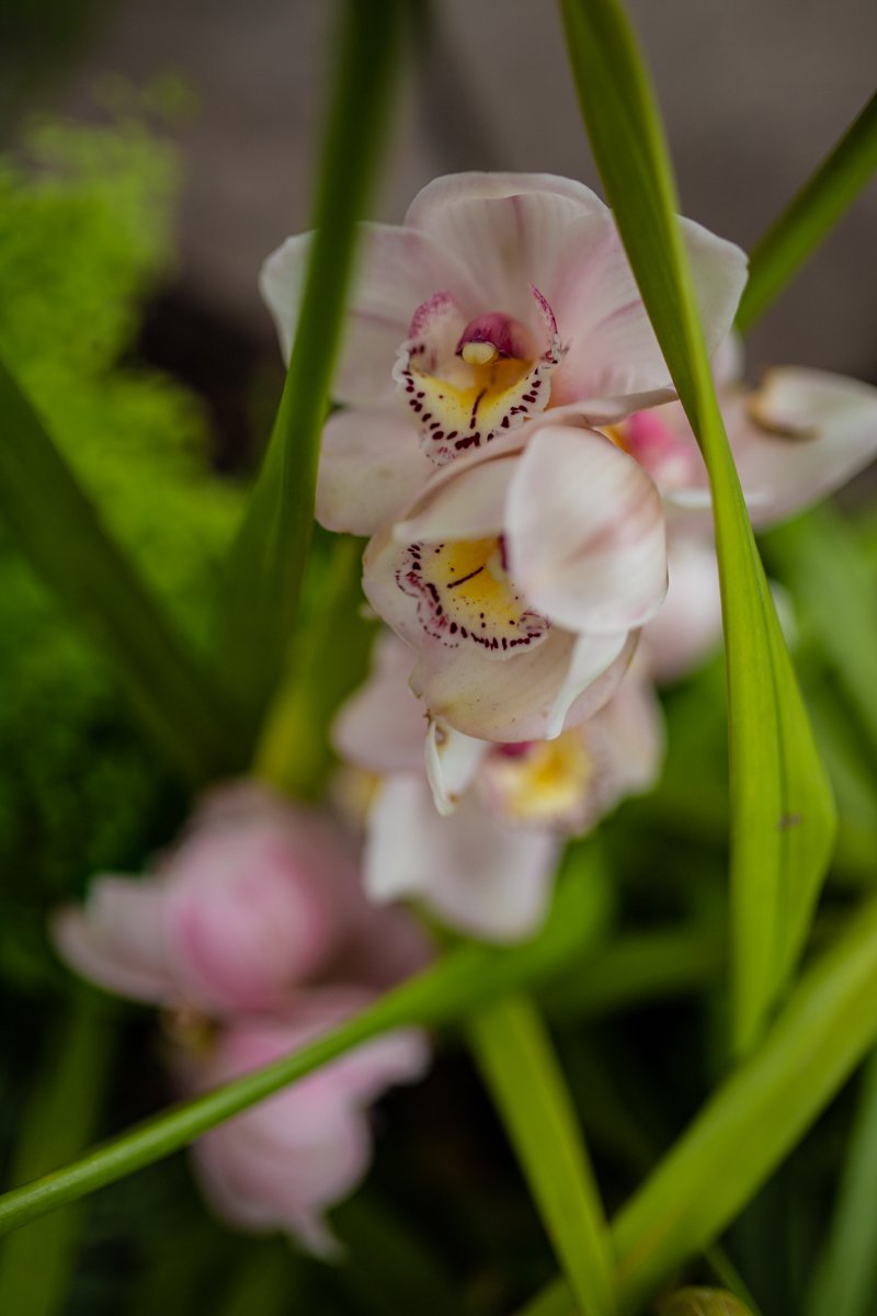 A photograph of flowers