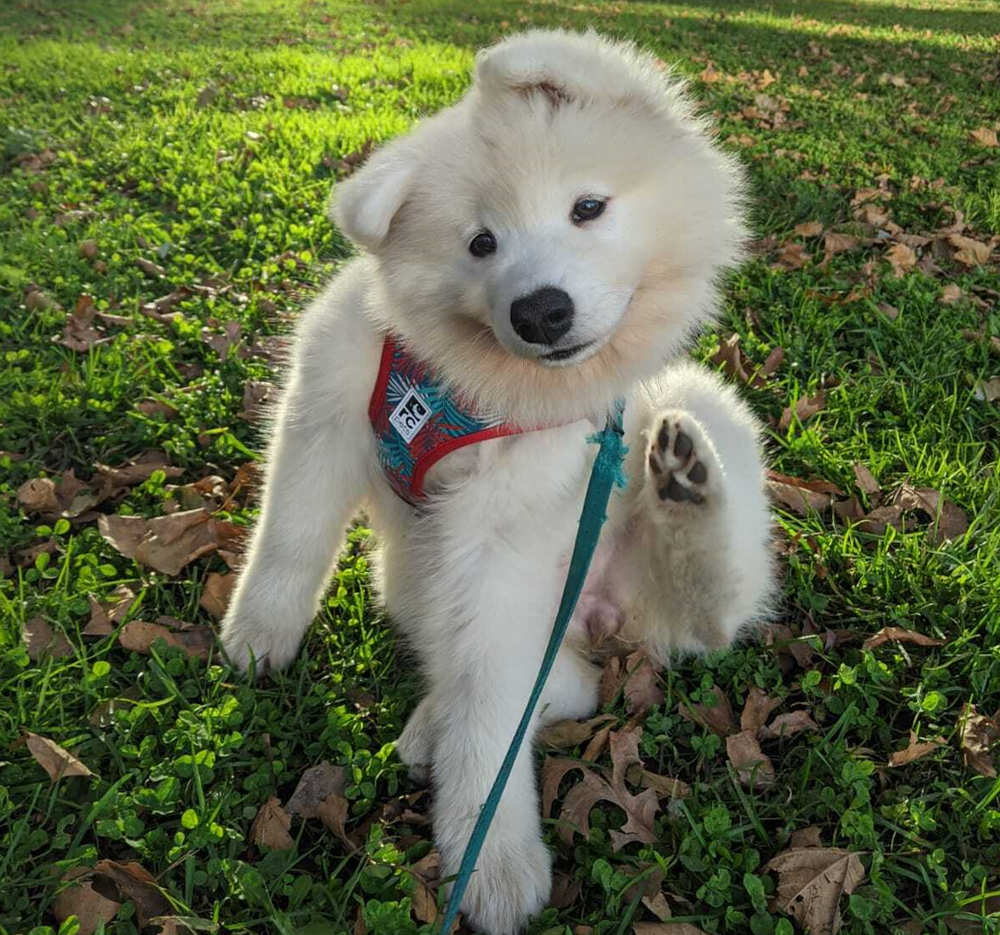 A fluffy white dog on a lawn.