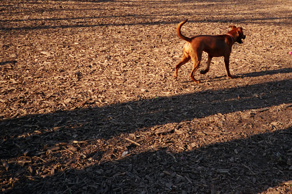 A photo of a dog at a dog run in Brooklyn