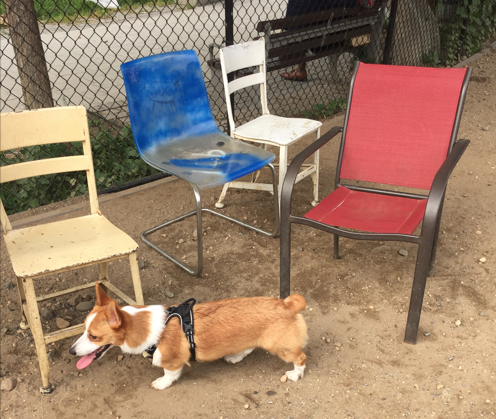 A photo of Sami the dog at Murray Playground Dog Run