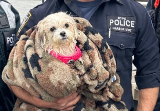 Dog found in East River